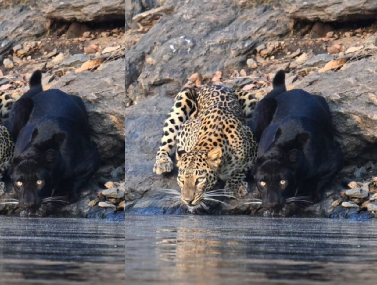Leopard and Black Panther Video Shows Rare Moment at Watering Spot
